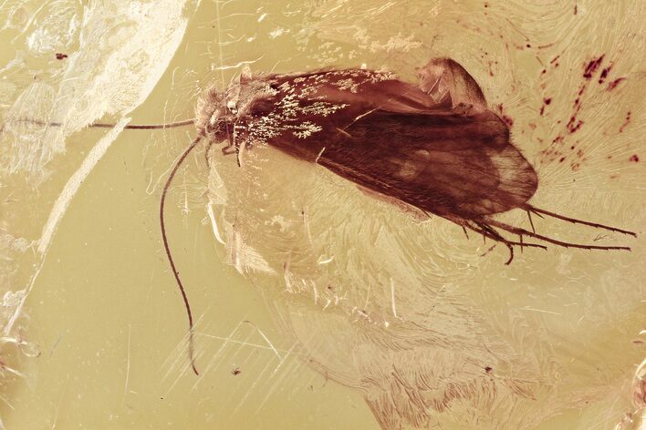 Large Detailed Fossil Caddisfly (Trichoptera) In Baltic Amber #296951